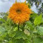 15 Pcs Golden Father-sun Sunflower Seeds