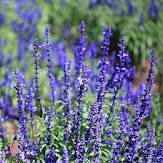 30 Pcs Heirloom Victoria Salvia farinacea Sage Perennial Flower