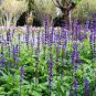 30 Pcs Heirloom Victoria Salvia farinacea Sage Perennial Flower