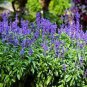30 Pcs Heirloom Victoria Salvia farinacea Sage Perennial Flower