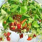 100 Pcs Middle-sized Red Climbing Strawberry Fruits 100 Pcs Middle-sized Red Climbing Strawberry Fruits