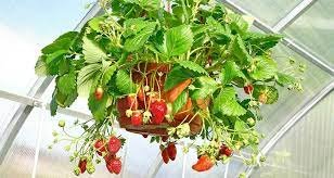100 Pcs Middle-sized Red Climbing Strawberry Fruits