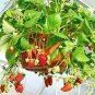 100 Pcs Middle-sized Red Climbing Strawberry Fruits