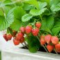 100 Pcs Middle-sized Red Climbing Strawberry Fruits