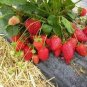 100 Pcs Middle-sized Red Climbing Strawberry Fruits