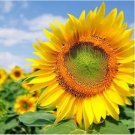 20 Pcs Heirloom Tarahumara Sunflower Seeds