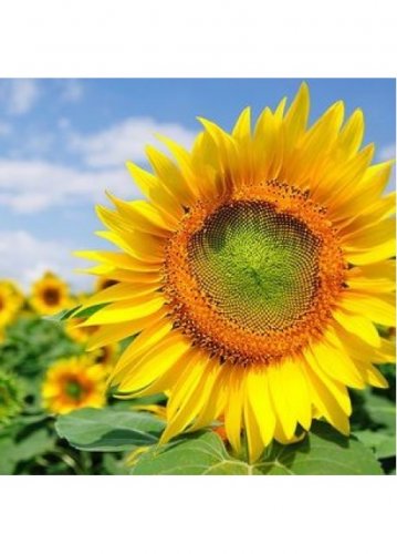 20 Pcs Heirloom Tarahumara Sunflower Seeds
