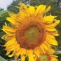 20 Pcs Heirloom Tarahumara Sunflower Seeds