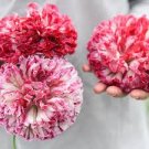 100 Pcs Rare Flemish Antique Corn Poppy Flowers Seeds 100 Pcs Rare Flemish Antique Corn Poppy Flowers Seeds