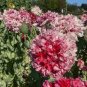 100 Pcs Rare Flemish Antique Corn Poppy Flowers Seeds