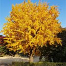 5 Pcs Rare Euro Yellow Ginkgo African Red Ginkgo Mixed Tree