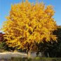 5 Pcs Rare Euro Yellow Ginkgo African Red Ginkgo Mixed Tree