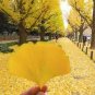 5 Pcs Rare Euro Yellow Ginkgo African Red Ginkgo Mixed Tree