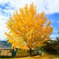5 Pcs Rare Euro Yellow Ginkgo African Red Ginkgo Mixed Tree