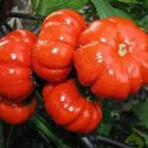 30 Pcs Solnum hybrida Red Ornamental Eggplant