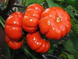 30 Pcs Solnum hybrida Red Ornamental Eggplant