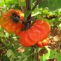 30 Pcs Solnum hybrida Red Ornamental Eggplant