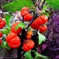 30 Pcs Solnum hybrida Red Ornamental Eggplant