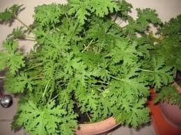 30 Pcs Heirloom Mozzie Buster Mosquito Repellent Herb Weed