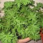 30 Pcs Heirloom Mozzie Buster Mosquito Repellent Herb Weed