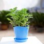 30 Pcs Heirloom Mozzie Buster Mosquito Repellent Herb Weed