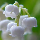 50 Pcs Heirloom White Lily of the Valley Convallaria majalis Perennial Flower