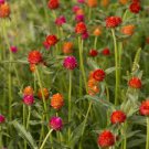 30 Pcs Higro Mix Gomphrena Globe Amaranth Flowers