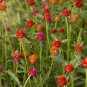 30 Pcs Higro Mix Gomphrena Globe Amaranth Flowers