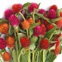 30 Pcs Higro Mix Gomphrena Globe Amaranth Flowers
