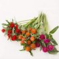 30 Pcs Higro Mix Gomphrena Globe Amaranth Flowers