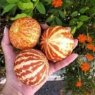 50 Pcs Tigger Tiger Miniature Personal Melon Heirloom Cucumis Melo