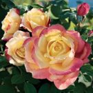 50 Pcs New Bella Roma Rose Bush Plant Seeds