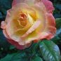 50 Pcs New Bella Roma Rose Bush Plant Seeds