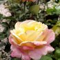 50 Pcs New Bella Roma Rose Bush Plant Seeds