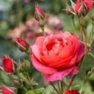 50 Pcs New Red Rose with Light Pink Strip Chinese Rose Shrub Flower