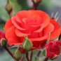 50 Pcs New Red Rose with Light Pink Strip Chinese Rose Shrub Flower