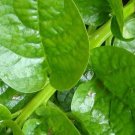 50 Pcs Heirloom Green Malabar Spinach Vegetable Seeds 50 Pcs Heirloom Green Malabar Spinach Vegetable Seeds