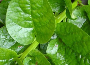 50 Pcs Heirloom Green Malabar Spinach Vegetable Seeds