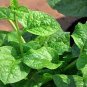 50 Pcs Heirloom Green Malabar Spinach Vegetable Seeds