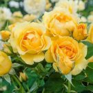 20 Pcs Rare Yellow Climbing Rose multiflora perennial fragrant flower