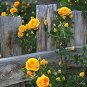 20 Pcs Rare Yellow Climbing Rose multiflora perennial fragrant flower