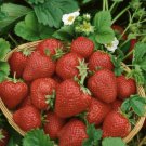 100 Pcs Rare Fragaria Ananassa Huge Strawberry Fruits 100 Pcs Rare Fragaria Ananassa Huge Strawberry Fruits
