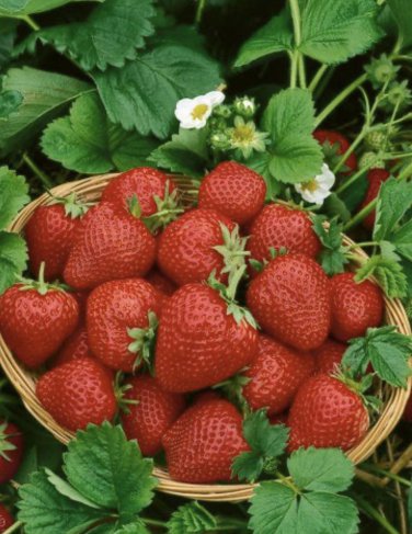 100 Pcs Rare Fragaria Ananassa Huge Strawberry Fruits