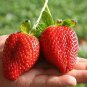 100 Pcs Rare Fragaria Ananassa Huge Strawberry Fruits