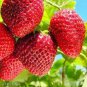 100 Pcs Rare Fragaria Ananassa Huge Strawberry Fruits