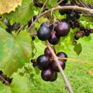 15 Pcs Heirloom 'Little Bee' Black Grape Fruit