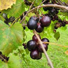 15 Pcs Heirloom 'Little Bee' Black Grape Fruit
