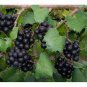 15 Pcs Heirloom 'Little Bee' Black Grape Fruit