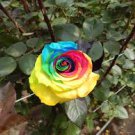 50 Pcs Chinese New Rare Small Rainbow Rose Shrub Flower 50 Pcs Chinese New Rare Small Rainbow Rose Shrub Flower
