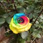 50 Pcs Chinese New Rare Small Rainbow Rose Shrub Flower